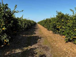 Capxium Essence: la biotecnología que redefine el cuajado, el calibre y la calidad en los cítricos