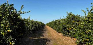 Capxium Essence: la biotecnología que redefine el cuajado, el calibre y la calidad en los cítricos