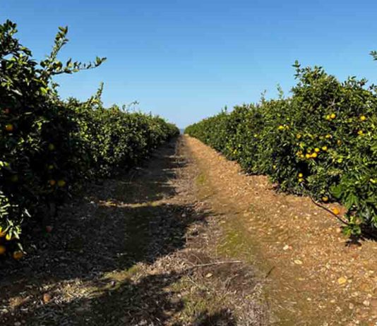 Capxium Essence: la biotecnología que redefine el cuajado, el calibre y la calidad en los cítricos