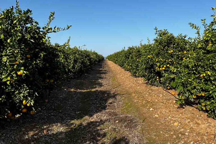 Capxium Essence: la biotecnología que redefine el cuajado, el calibre y la calidad en los cítricos