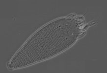 Cataluña | Un ácaro eriófido, potencial agente de control biológico del ailanto