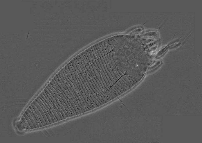Cataluña | Un ácaro eriófido, potencial agente de control biológico del ailanto