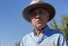 Cerezas chilenas: podrían reducirse hasta 30.000 hectáreas para frenar el exceso de oferta