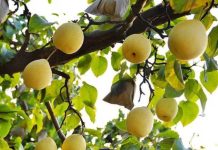 China: Exportaciones de peras alcanzan nuevas cifras récord en 2025 China: Exportaciones de peras alcanzan nuevas cifras récord en 2025