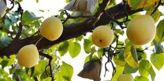 China: Exportaciones de peras alcanzan nuevas cifras récord en 2025