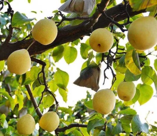 China: Exportaciones de peras alcanzan nuevas cifras récord en 2025 China: Exportaciones de peras alcanzan nuevas cifras récord en 2025