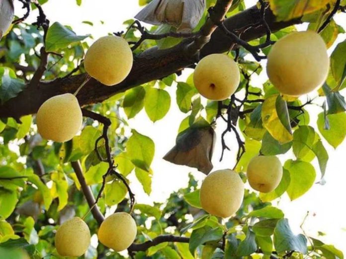 China: Exportaciones de peras alcanzan nuevas cifras récord en 2025