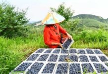 China | Xinjiang se consolida como actor clave en el mercado invernal del arándano en China