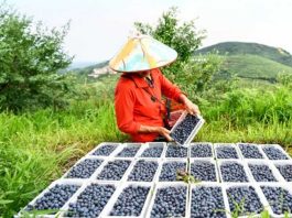 China | Xinjiang se consolida como actor clave en el mercado invernal del arándano en China China | Xinjiang se consolida como actor clave en el mercado invernal del arándano en China