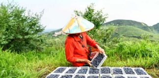 China | Xinjiang se consolida como actor clave en el mercado invernal del arándano en China