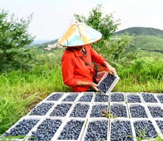 China | Xinjiang se consolida como actor clave en el mercado invernal del arándano en China China | Xinjiang se consolida como actor clave en el mercado invernal del arándano en China
