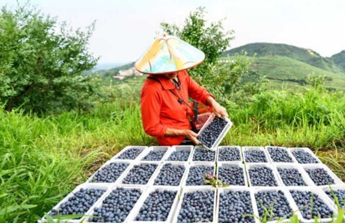 China | Xinjiang se consolida como actor clave en el mercado invernal del arándano en China