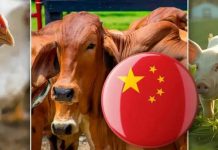China auditará cuatro nuevas plantas cárnicas en Colombia dos bovinas, una porcina y una aviar