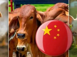 China auditará cuatro nuevas plantas cárnicas en Colombia dos bovinas, una porcina y una aviar