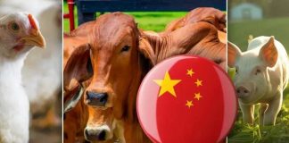 China auditará cuatro nuevas plantas cárnicas en Colombia dos bovinas, una porcina y una aviar
