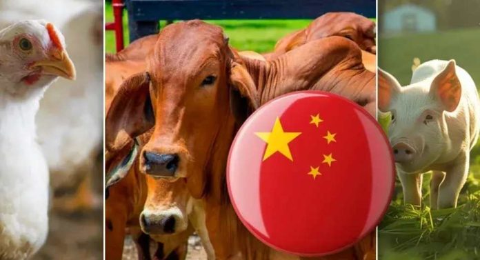 China auditará cuatro nuevas plantas cárnicas en Colombia dos bovinas, una porcina y una aviar