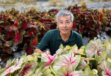 Cinco décadas de color: UF presenta sus caladios número 50 y 51