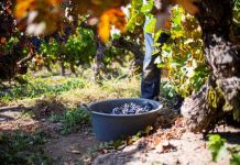 Colchagua lidera avance de la sustentabilidad vitivinícola en Chile con certificación que marca la pauta del sector