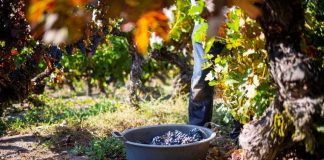 Colchagua lidera avance de la sustentabilidad vitivinícola en Chile con certificación que marca la pauta del sector Colchagua lidera avance de la sustentabilidad vitivinícola en Chile con certificación que marca la pauta del sector