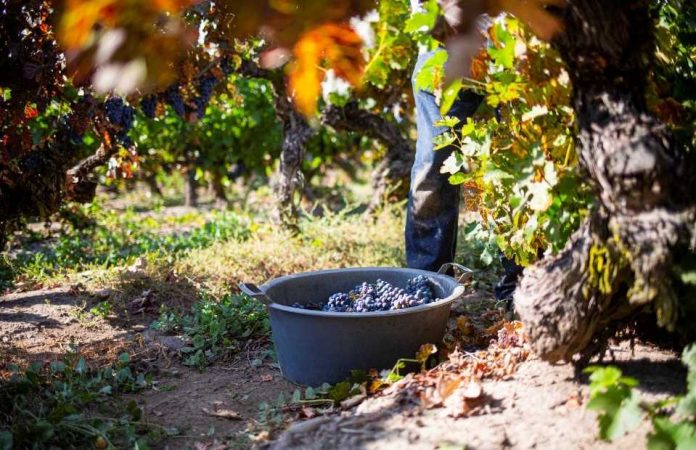 Colchagua lidera avance de la sustentabilidad vitivinícola en Chile con certificación que marca la pauta del sector