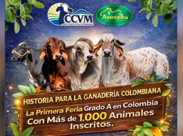 Colombia Feria de La Dorada alcanza Grado A en su edición 28 y se consolida como vitrina clave de la ganadería