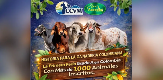 Colombia Feria de La Dorada alcanza Grado A en su edición 28 y se consolida como vitrina clave de la ganadería
