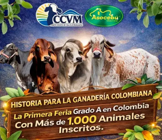 Colombia Feria de La Dorada alcanza Grado A en su edición 28 y se consolida como vitrina clave de la ganadería