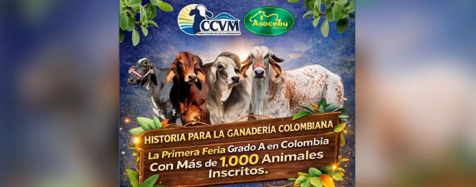 Colombia Feria de La Dorada alcanza Grado A en su edición 28 y se consolida como vitrina clave de la ganadería