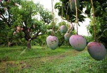Cómo el clima cambiante de Florida influye en los cultivos de frutas tropicales y subtropicales en diferentes paisajes