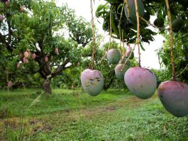 Cómo el clima cambiante de Florida influye en los cultivos de frutas tropicales y subtropicales en diferentes paisajes