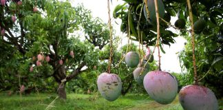Cómo el clima cambiante de Florida influye en los cultivos de frutas tropicales y subtropicales en diferentes paisajes