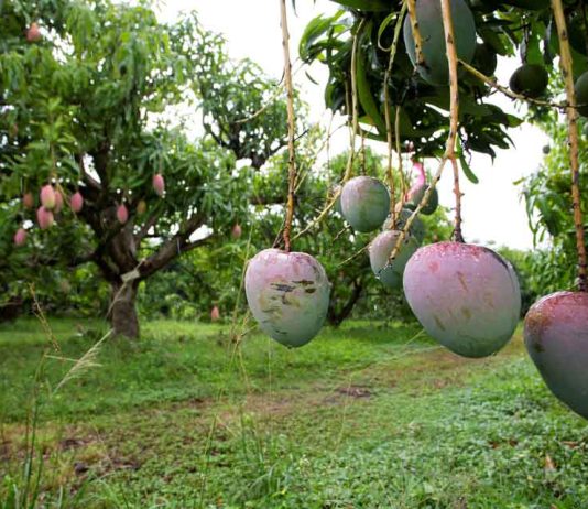 Cómo el clima cambiante de Florida influye en los cultivos de frutas tropicales y subtropicales en diferentes paisajes