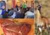 Con el apoyo de FIA carne de guanaco avanza como alternativa comercial en la región de Magallanes