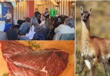 Con el apoyo de FIA carne de guanaco avanza como alternativa comercial en la región de Magallanes