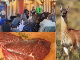 Con el apoyo de FIA carne de guanaco avanza como alternativa comercial en la región de Magallanes