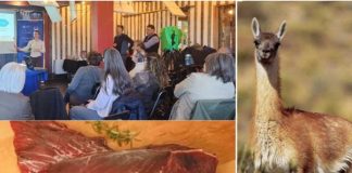 Con el apoyo de FIA carne de guanaco avanza como alternativa comercial en la región de Magallanes