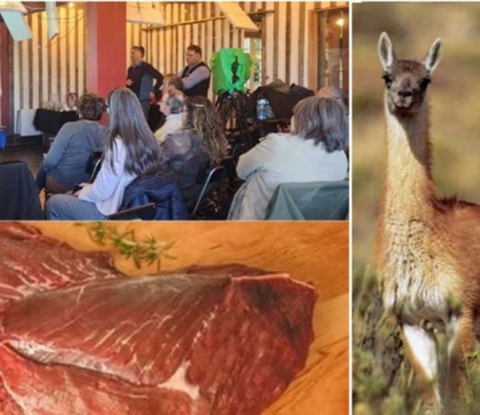Con el apoyo de FIA carne de guanaco avanza como alternativa comercial en la región de Magallanes