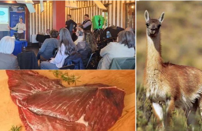 Con el apoyo de FIA carne de guanaco avanza como alternativa comercial en la región de Magallanes