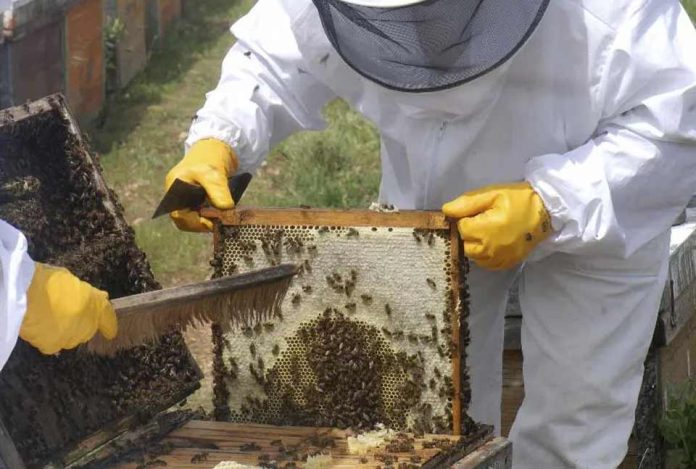 Cooperativas Agro-alimentarias de España advierte de la grave situación del sector apícola