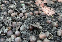 Cosecha de avellanas en Río Negro cae hasta 20% y crece la incertidumbre Cosecha de avellanas en Río Negro cae hasta 20% y crece la incertidumbre