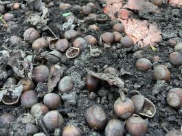 Cosecha de avellanas en Río Negro cae hasta 20% y crece la incertidumbre Cosecha de avellanas en Río Negro cae hasta 20% y crece la incertidumbre