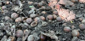 Cosecha de avellanas en Río Negro cae hasta 20% y crece la incertidumbre