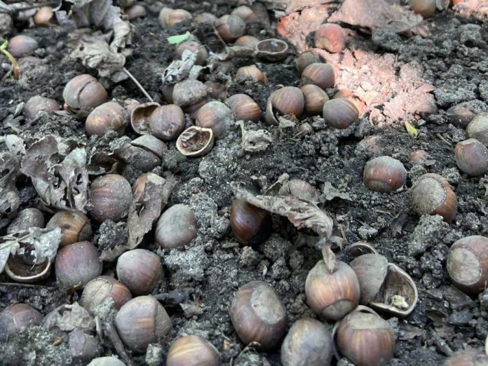 Cosecha de avellanas en Río Negro cae hasta 20% y crece la incertidumbre Cosecha de avellanas en Río Negro cae hasta 20% y crece la incertidumbre