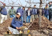 Cromatografía circular: nueva tecnología para el diagnóstico cualitativo de la fertilidad del suelo en cerezo