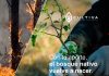 “De las cenizas al bosque”: Cultiva lanza campaña de donación de árboles nativos para reforestar zonas incendiadas en el centro - sur de Chile