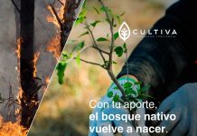 “De las cenizas al bosque”: Cultiva lanza campaña de donación de árboles nativos para reforestar zonas incendiadas en el centro - sur de Chile