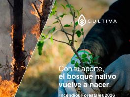 “De las cenizas al bosque”: Cultiva lanza campaña de donación de árboles nativos para reforestar zonas incendiadas en el centro - sur de Chile