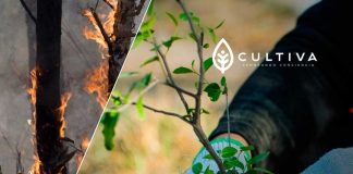 “De las cenizas al bosque”: Cultiva lanza campaña de donación de árboles nativos para reforestar zonas incendiadas en el centro - sur de Chile