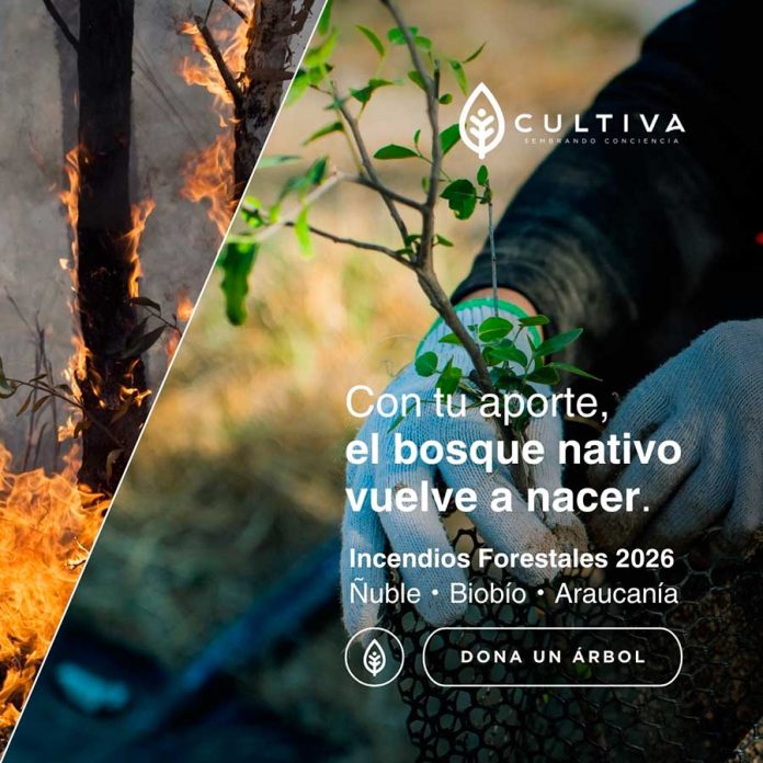 “De las cenizas al bosque”: Cultiva lanza campaña de donación de árboles nativos para reforestar zonas incendiadas en el centro - sur de Chile