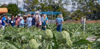 Del campo a su mesa: científicos de UF revelan el poder saludable de la alcachofa Del campo a su mesa: científicos de UF revelan el poder saludable de la alcachofa